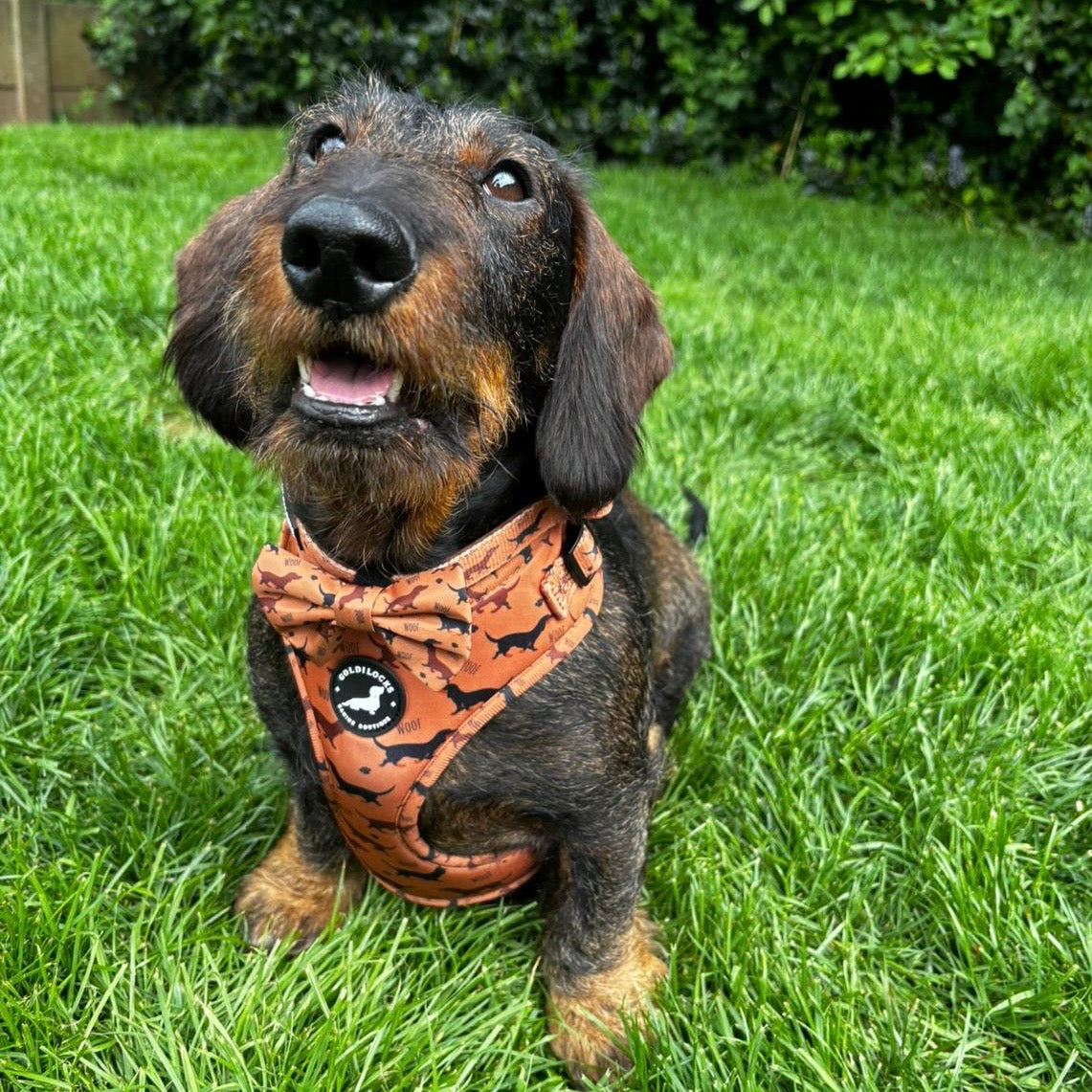 Bow Tie - Dinky Doxie